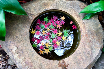 Colorful maple leaves floating on the water in the stone