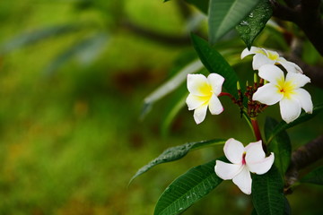 Colorful flowers.Group of flower.group of yellow white and pink flowers (Frangipani, Plumeria) White and yellow frangipani flowers with leaves in background.Plumeria flower blooming