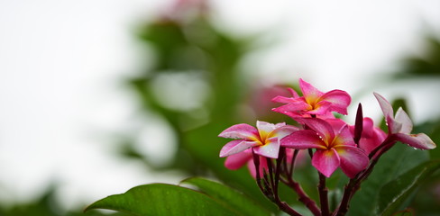Colorful flowers.Group of flower.group of yellow white and pink flowers (Frangipani, Plumeria)...