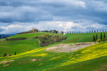 Obraz premium Amazing spring landscape with green rolling hills and farm houses in the heart of Tuscany in morning