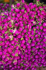 background of purple flowers