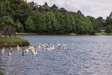 Brazilian Nature Landscapes River Farm Animals