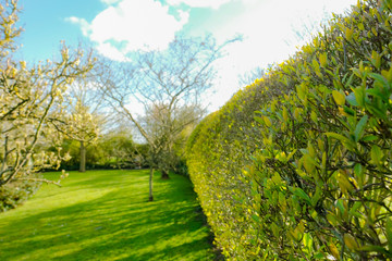 Shallow focus of a recently trimmed bordering privet hedge seen next to a large rural garden.