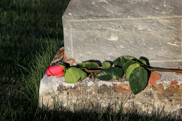 rose on forlorn grave