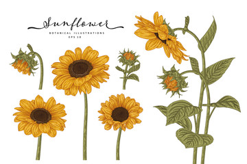 Sketch Floral decorative set. Sunflower drawings. Highly-detailed line art isolated on white backgrounds. Hand Drawn Botanical Illustrations. Elements vector.