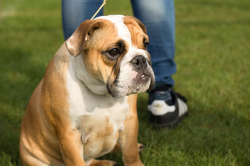 Dogs resting before or after being shown in the ring during the dog show