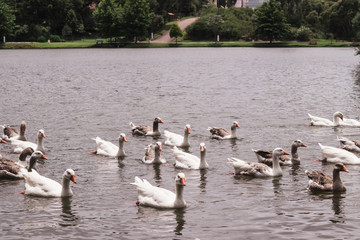 Brazilian Nature Landscapes River Farm Animals