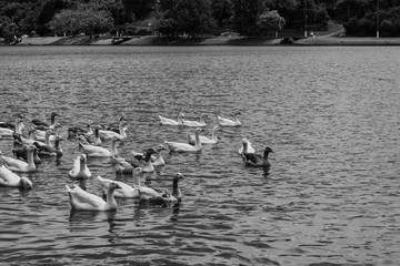 Brazilian Nature Landscapes River Farm Animals