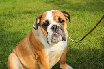 Dogs resting before or after being shown in the ring during the dog show