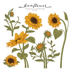 Sketch Floral decorative set. Sunflower drawings. Highly-detailed line art isolated on white backgrounds. Hand Drawn Botanical Illustrations. Elements vector.