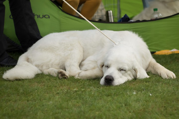 Dogs resting before or after being shown in the ring during the dog show