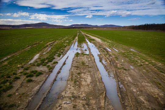Spring field after rain. Budmerice, Slovakia.