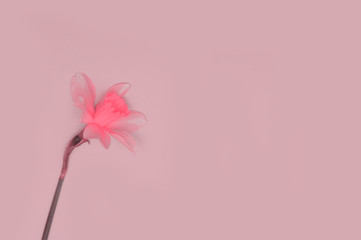 Narcissus on colorful background.