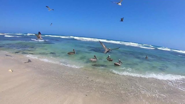 Pelicanos y gaviotas en la playa de Tulum