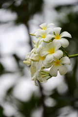 Fototapeta na wymiar Colorful flowers.Group of flower.group of yellow white and pink flowers (Frangipani, Plumeria) White and yellow frangipani flowers with leaves in background.Plumeria flower blooming