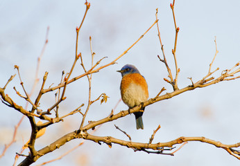 Western Blue Bird on a tree branch