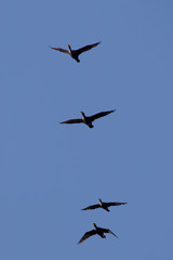Double-crested cormorants (Phalacrocorax auritus) in flight over Sidney Island, Vancouver Island, British Columbia, Canada.