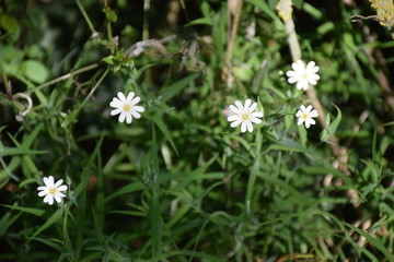 Fleurs au soleil et de nuit