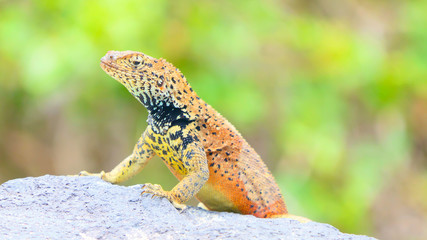 Lava Lizard