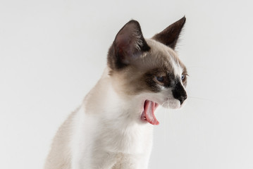 White brown-eared angry cat with tongue hanging out on white studio background