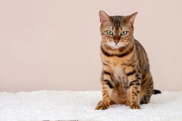 Naklejka na ściany i meble Bengal cat sitting doing pose on studio background