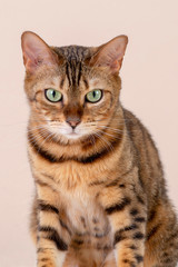 Bengal cat sitting doing pose on studio background