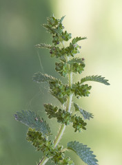Urtica dioica annual nettle green plant very common shady places with irritating thorns although cooked is edible