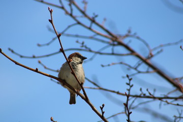 bird on a branch