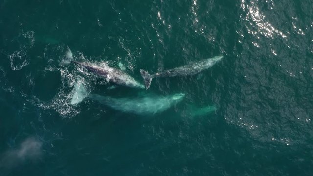 Spectacular aerial footage from above. A group of six whales swims together in one direction, snuggling close to each other. Rising to the surface they throw clouds of spray one after another. 4K