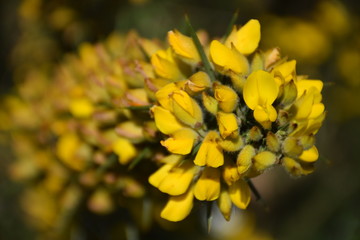 Fleurs au soleil et de nuit