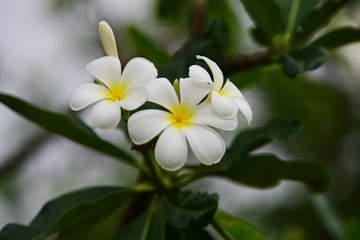 Colorful flowers.Group of flower.group of yellow white and pink flowers (Frangipani, Plumeria) White and yellow frangipani flowers with leaves in background.Plumeria flower blooming