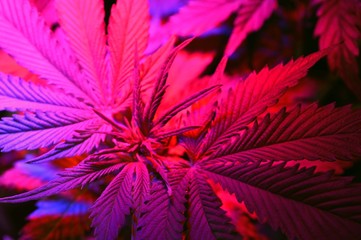 Cannabis plant lit by a light pink LED plant lamp