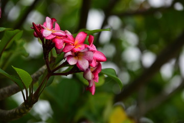 Colorful flowers in the garden.Plumeria flower blooming.Beautiful flowers in the garden	