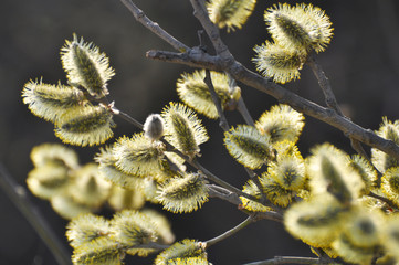 Flowering branch of willow (Salix caprea) © orestligetka