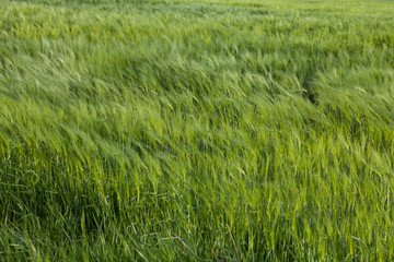 field of green wheat in to late spring early summer on the wind