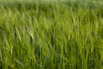 field of green wheat in to late spring early summer on the wind