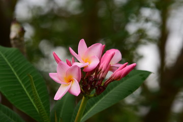 Colorful flowers in the garden.Plumeria flower blooming.Beautiful flowers in the garden