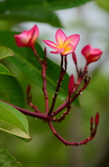 Colorful flowers.Group of flower.group of yellow white and pink flowers (Frangipani, Plumeria) White and yellow frangipani flowers with leaves in background.Plumeria flower blooming