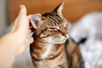 Man woman petting stroking tabby cat by hand. Relationship of owner and a domestic feline animal pet. Adorable furry kitten friend enjoying caress. Friendship of human and cat. - 334537328