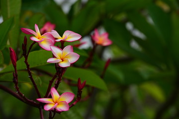 Obraz premium Colorful flowers in the garden.Plumeria flower blooming.Beautiful flowers in the garden