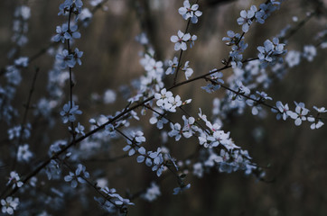 Fruit tree branches filled with an abundance of white blossoming flowers close up