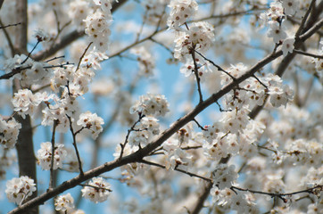 Fruit tree branches filled with an abundance of white blossoming flowers