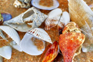 Seashells on the beach