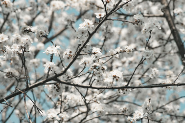 Fruit tree branches filled with an abundance of white blossoming flowers
