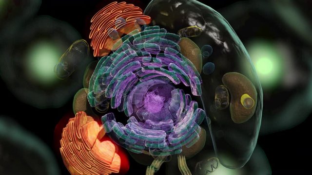 Structure of a typical animal cell consisting of nucleolus