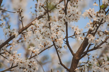 Fruit tree branches filled with an abundance of white blossoming flowers vintage colours 