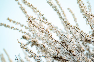 Fototapeta premium Fruit tree branches filled with an abundance of white blossoming flowers