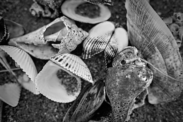 Shell on the sand in black and white image
