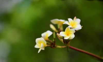 Colorful flowers.Group of flower.group of yellow white and pink flowers (Frangipani, Plumeria) White and yellow frangipani flowers with leaves in background.Plumeria flower blooming