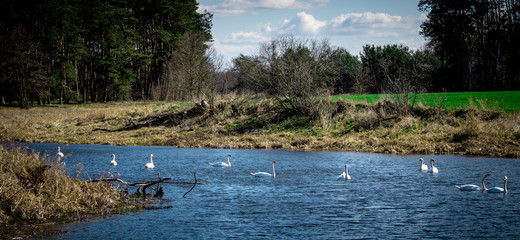 Łabędzie © Bartłomiej Kosmatko
